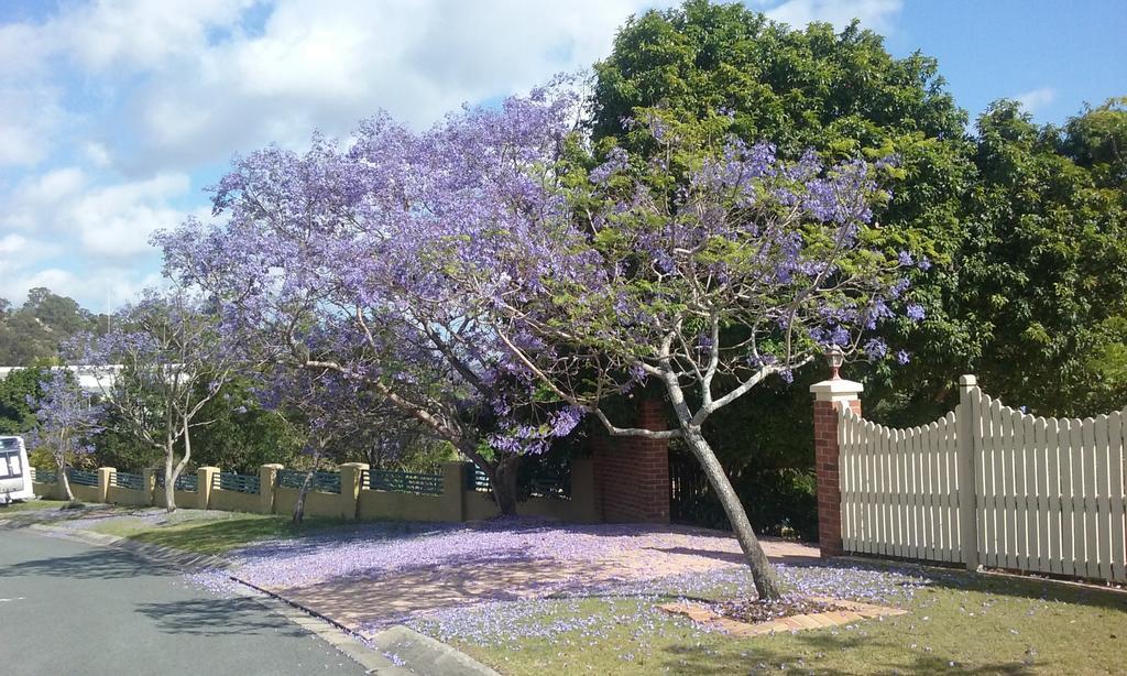 Tranquil Garden Hideaway Apartment Ormeau Bagian luar foto